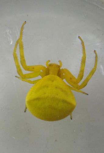 Réf. 197 157 : Thomisus onustus